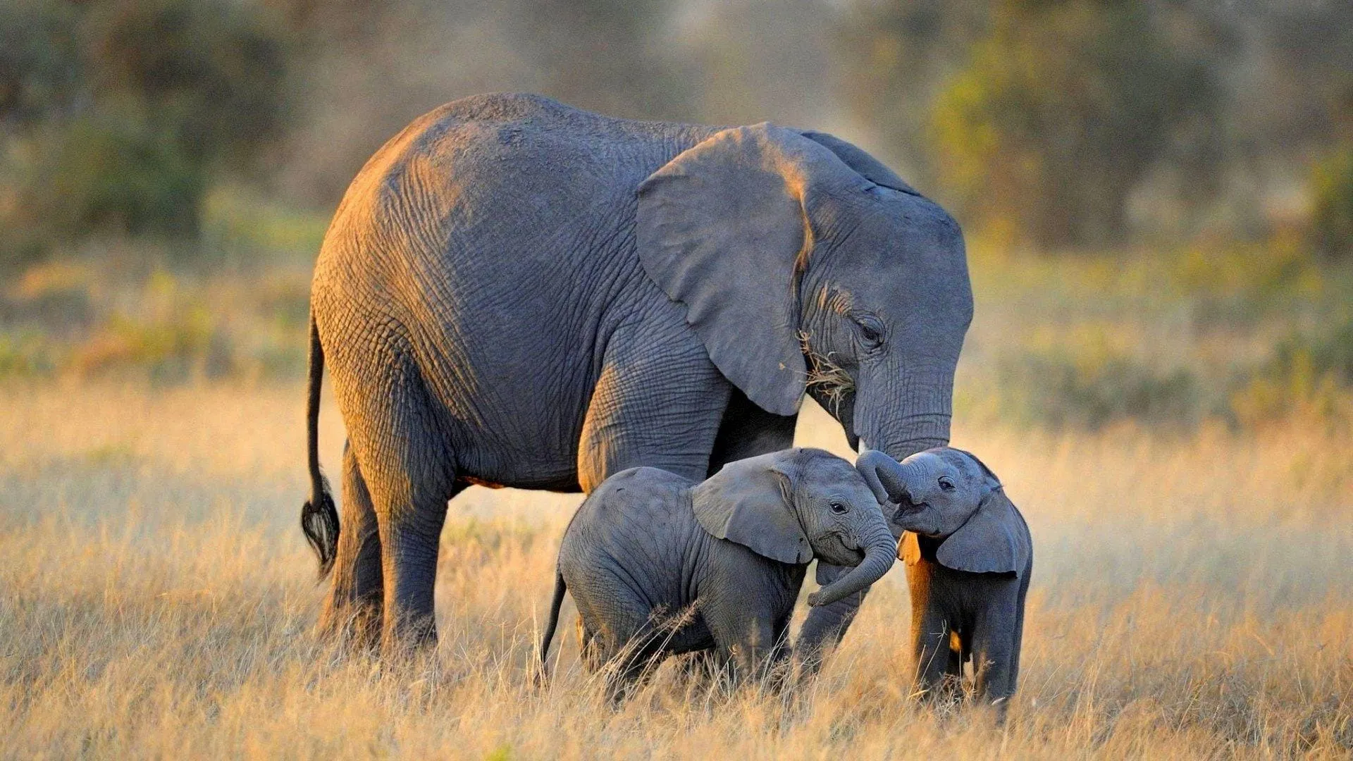 cute elephant wallpaper hd1