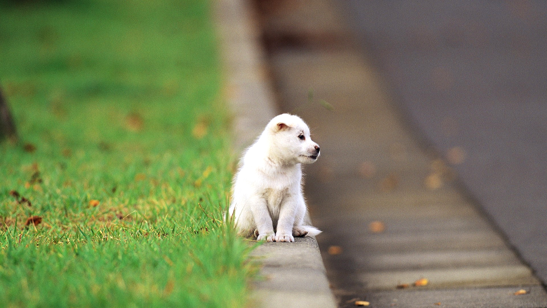 cute-puppy-hd-wallpapers