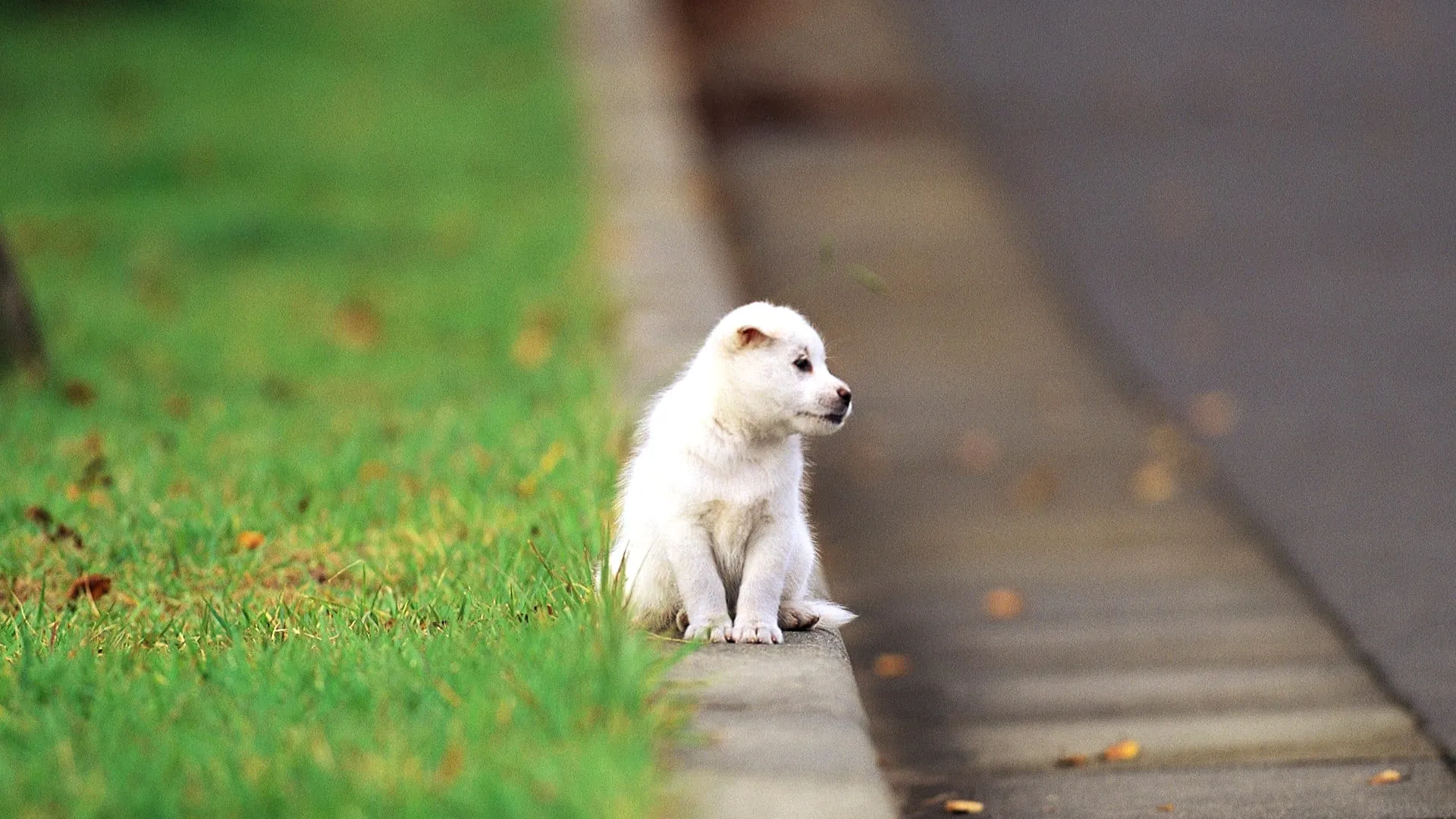 cute puppy hd wallpapers