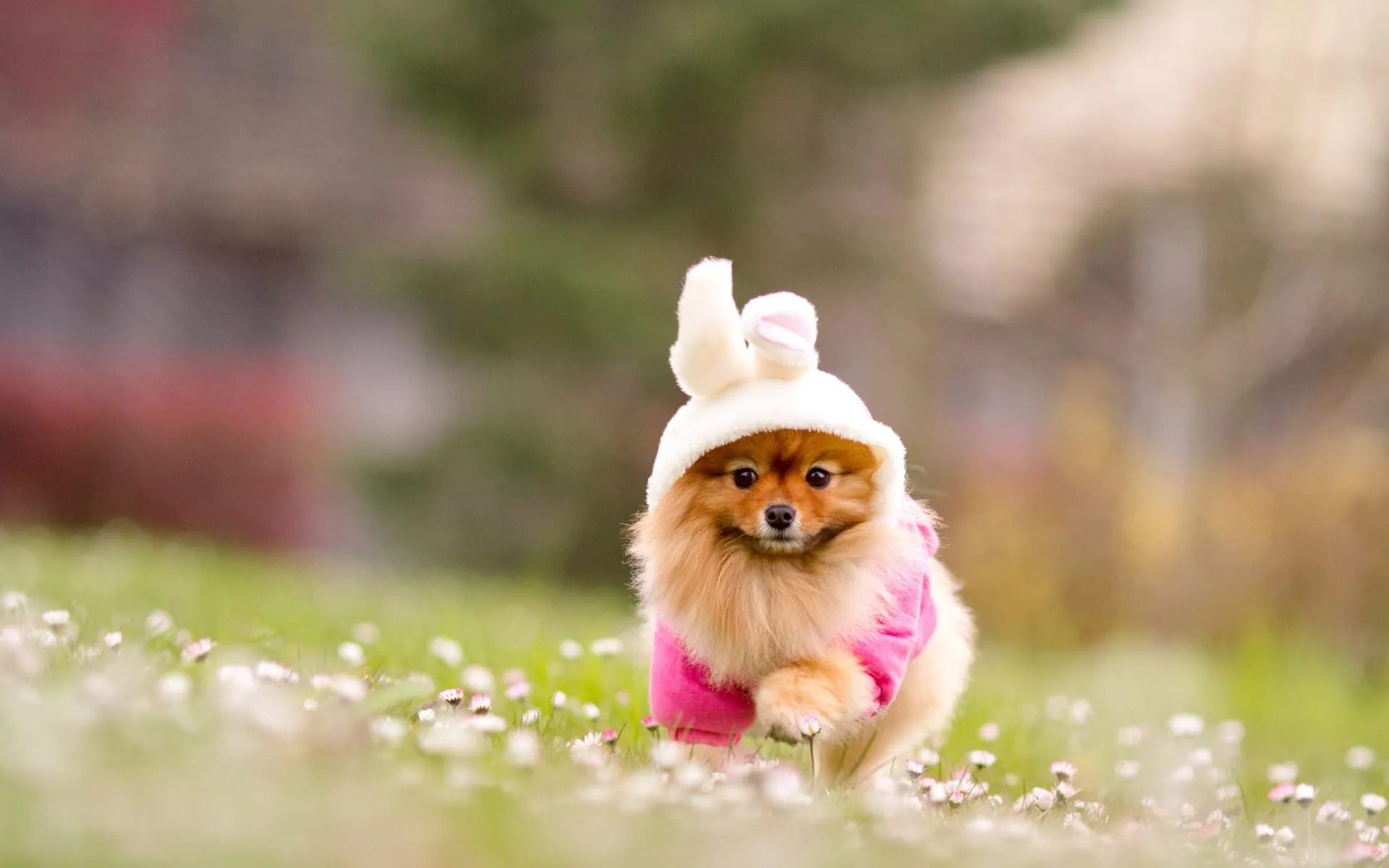 cute puppy running on grass hd wallpapers