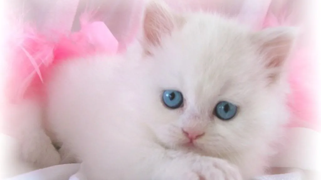 cute white cat wallpaper 1024x575