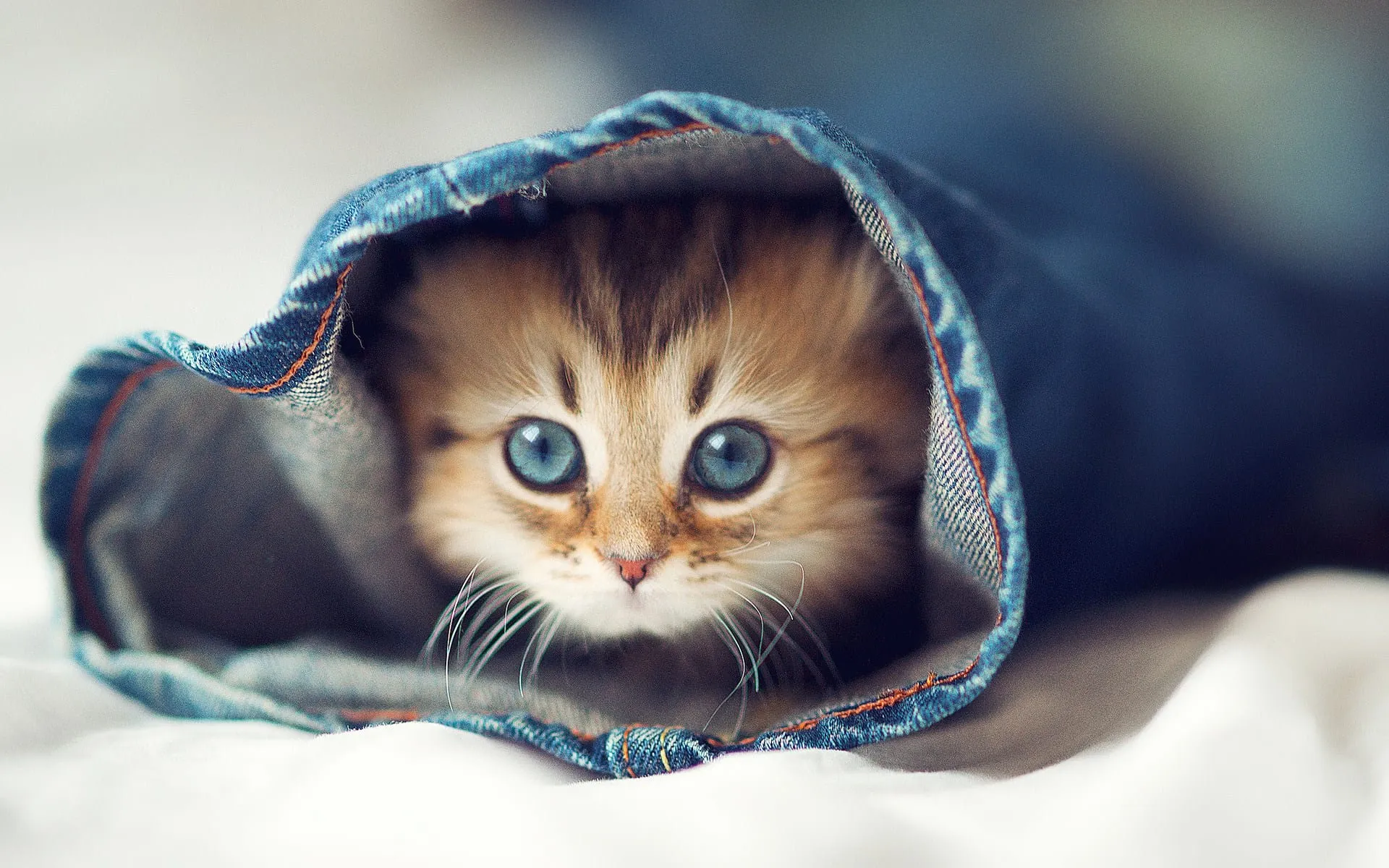 cute animal backgrounds for desktop 001