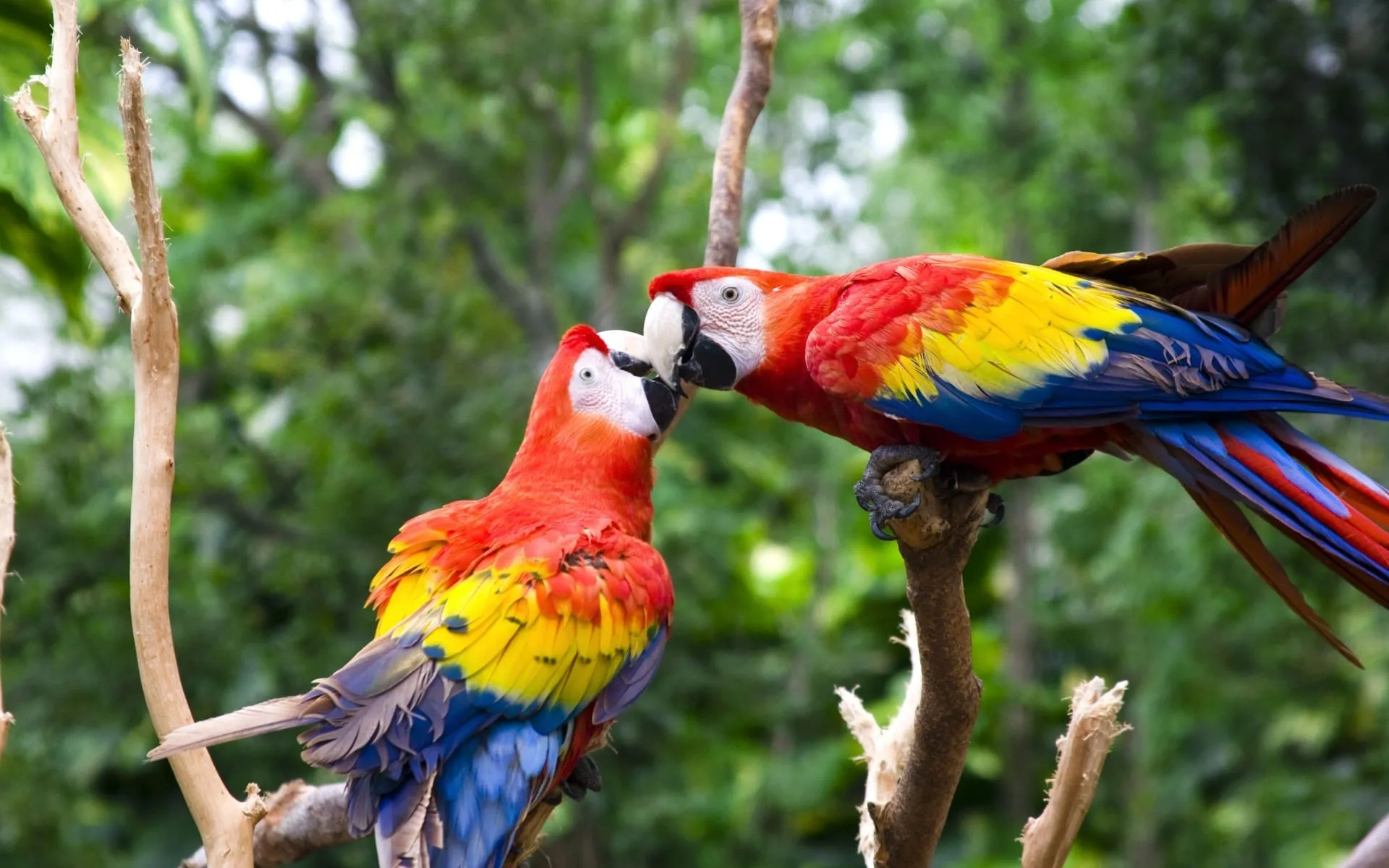 cute love bird colorful parrot hd wallpapers