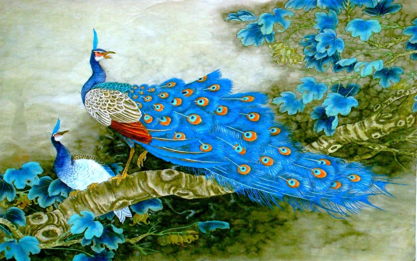 desktop hd peacock bird wallpaper
