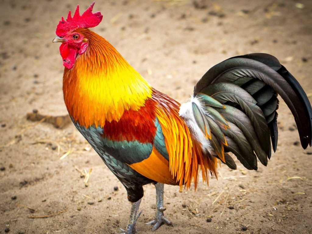 Birds Wallpapers