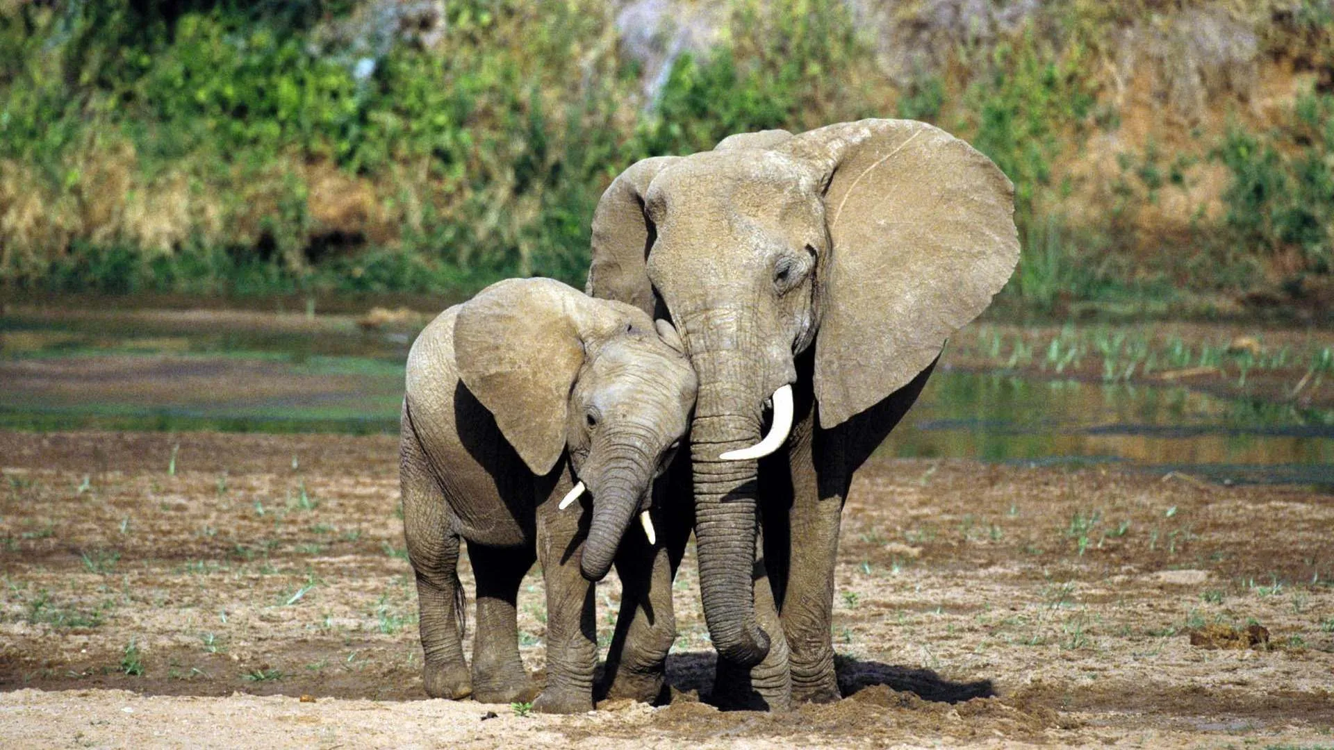 elephant hd wallpapers free