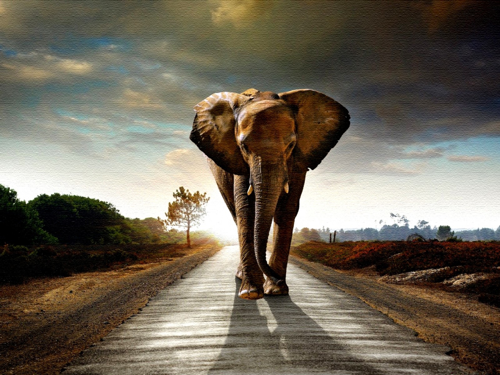 elephant-on-the-road