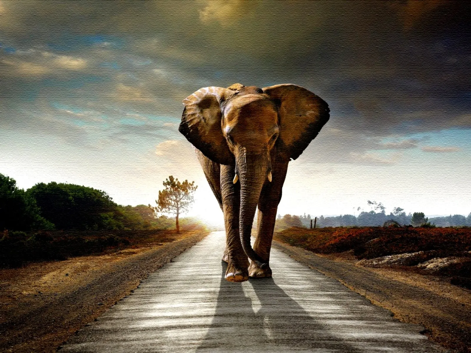 elephant on the road