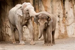 elephant hd wallpaper