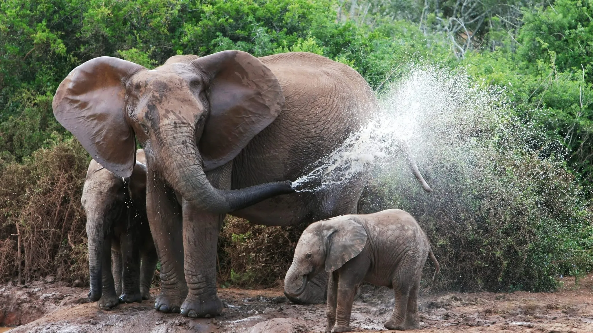 elephants bathing female elephant calves water