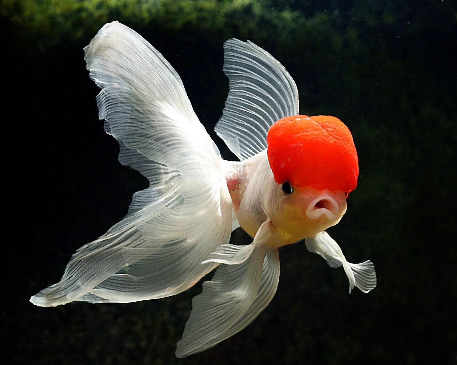 fish best hd picture