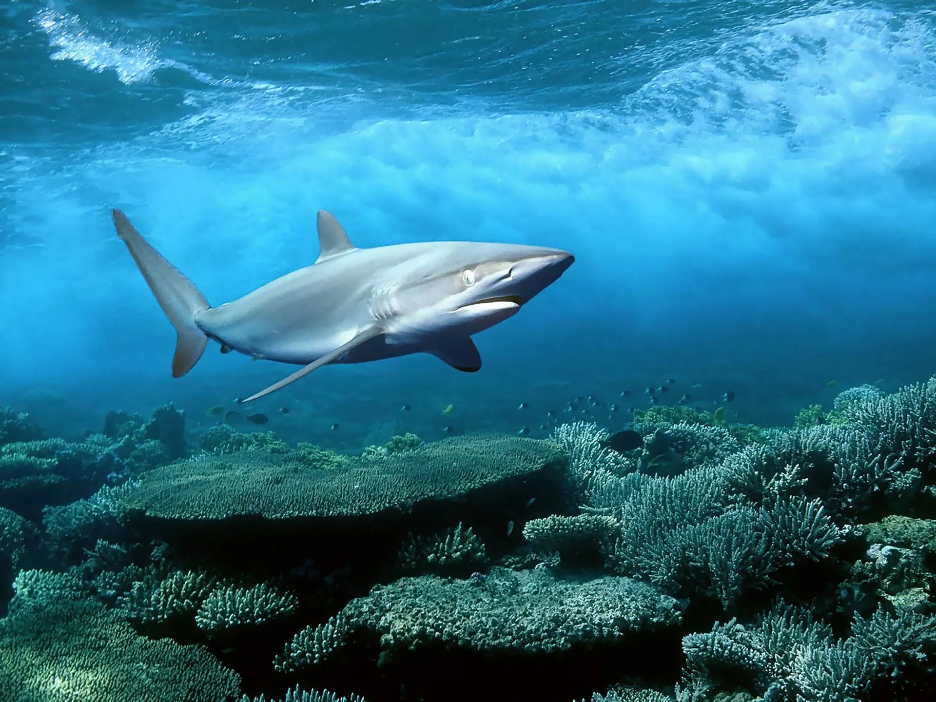 fish desktop wallpaper ultra hd