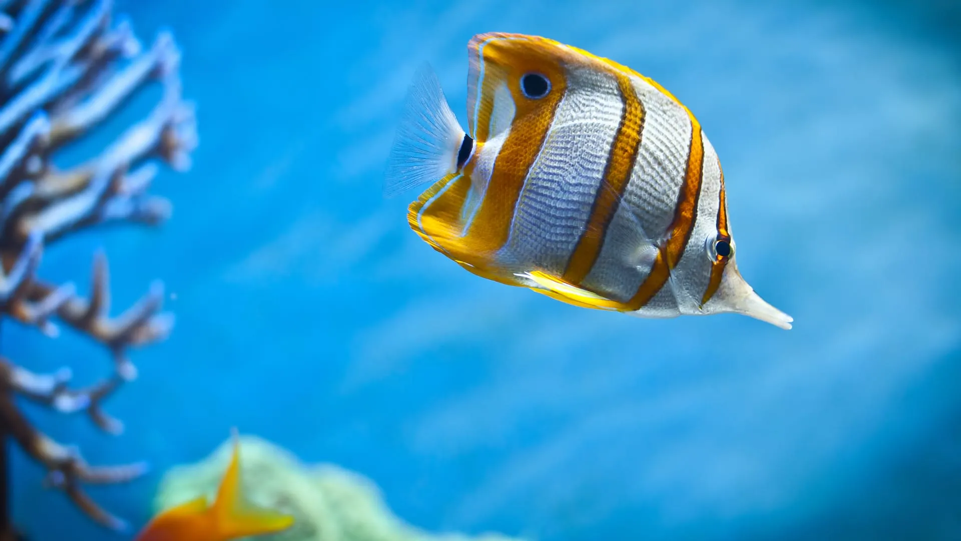 fish desktop wallpaper