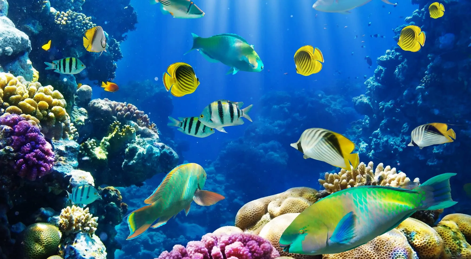 fish latest screensaver