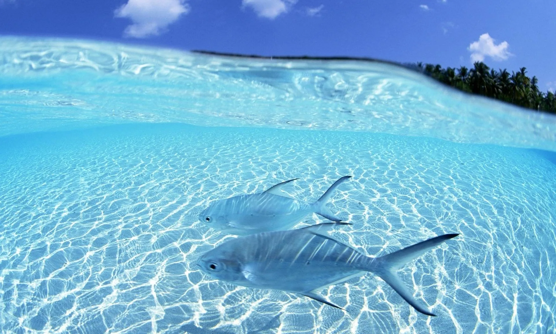 fish wallpaper hd
