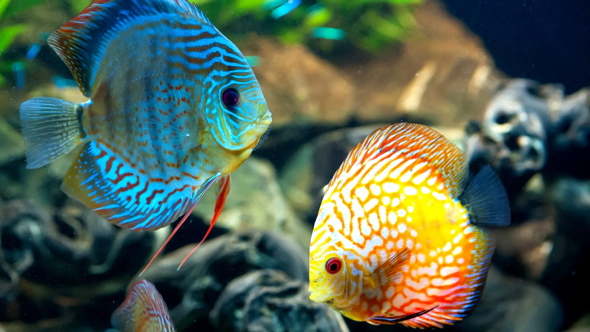 fish wallpapers 4