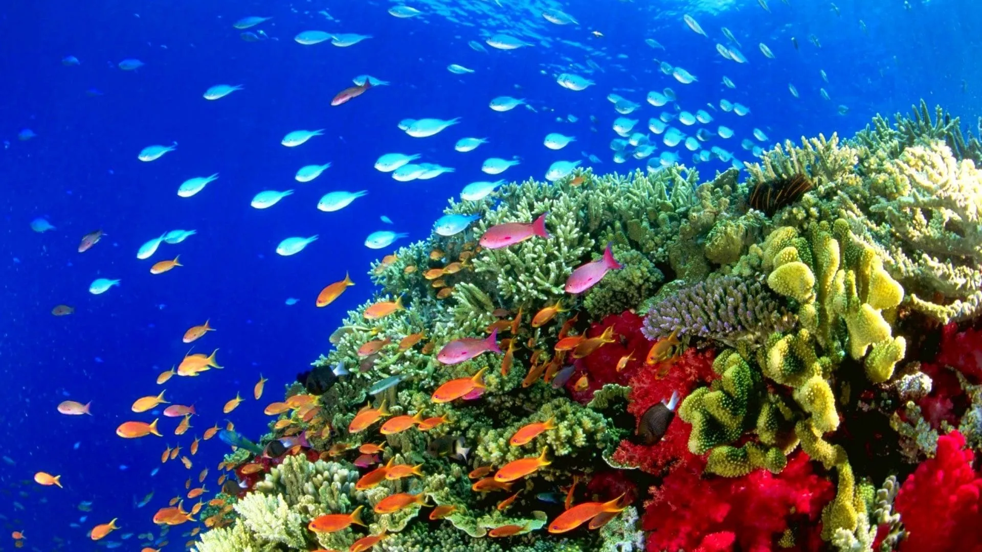 fishes nature fish sea sealife underwater ocean pictures high resolution 1920x1080