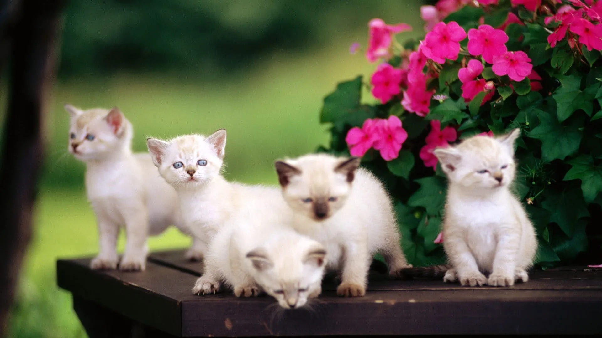 free cute baby animal picture background photos