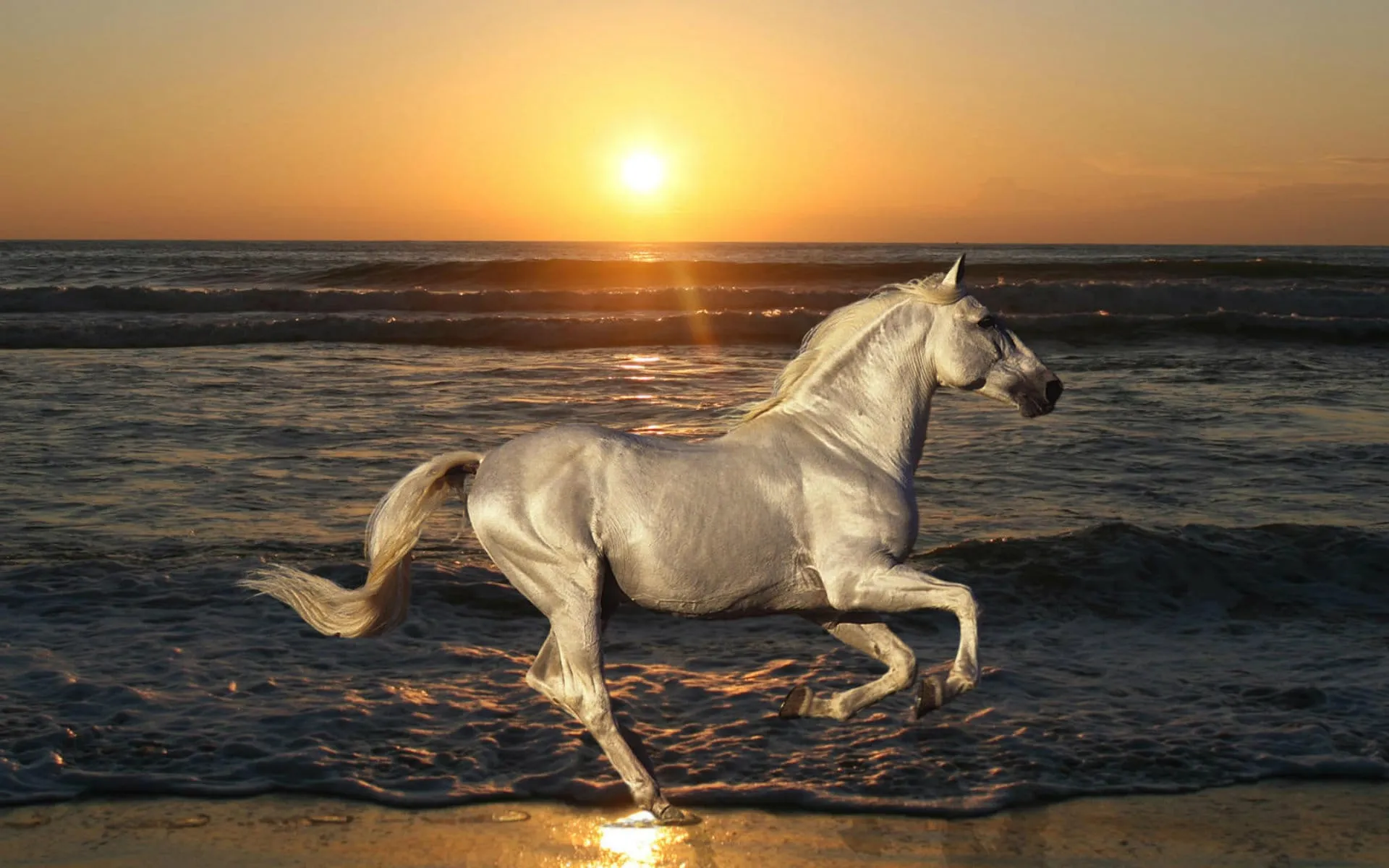 full hd 1080p horse wallpapers