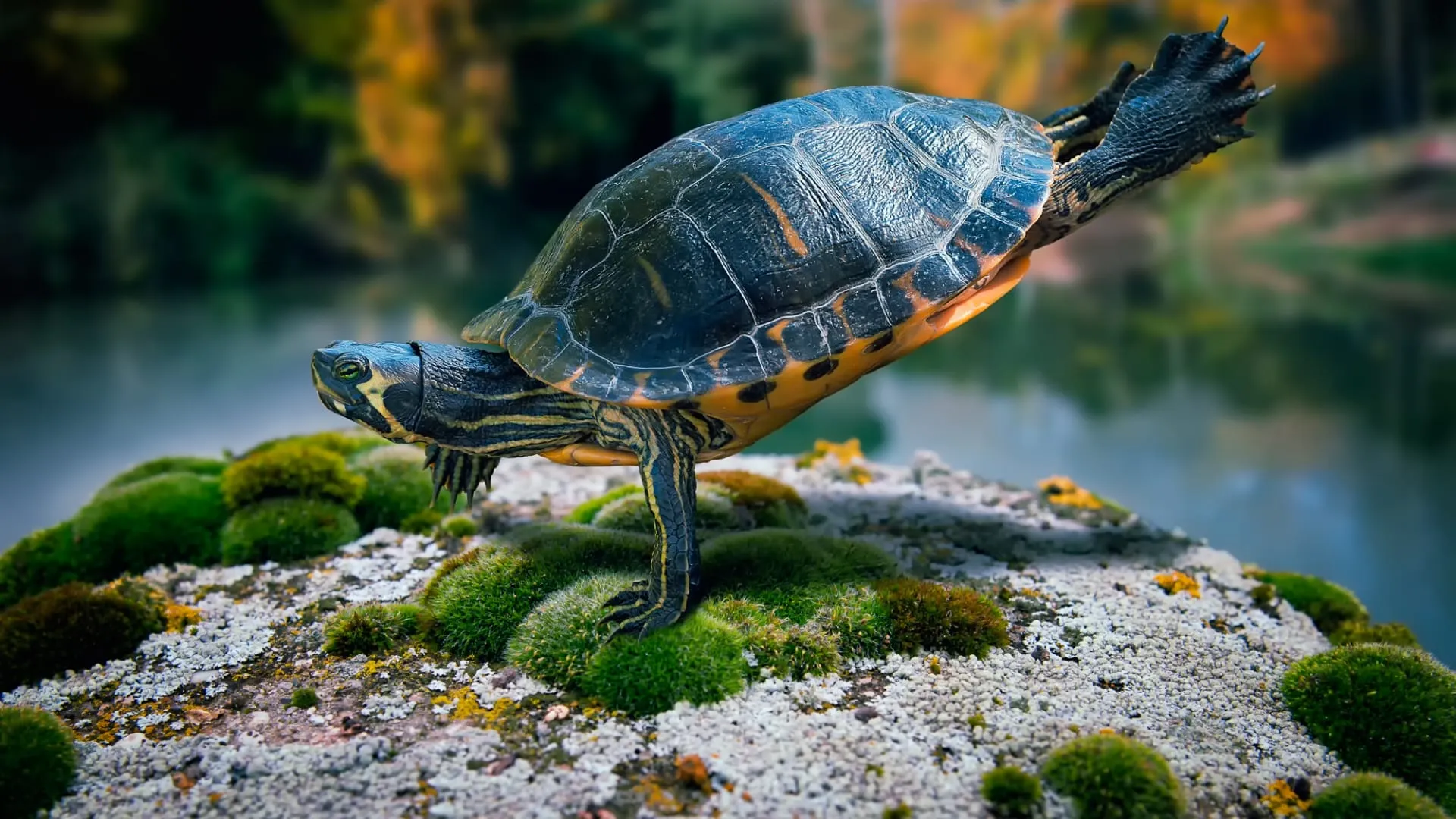 full hd 1080p turtle wallpapers full hd download high definiton wallpapers