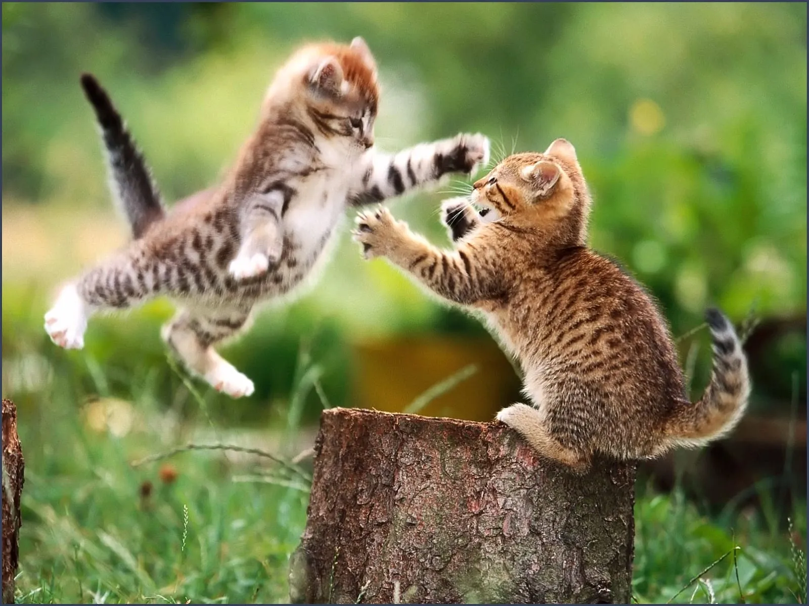 funny cat fight 11 desktop background
