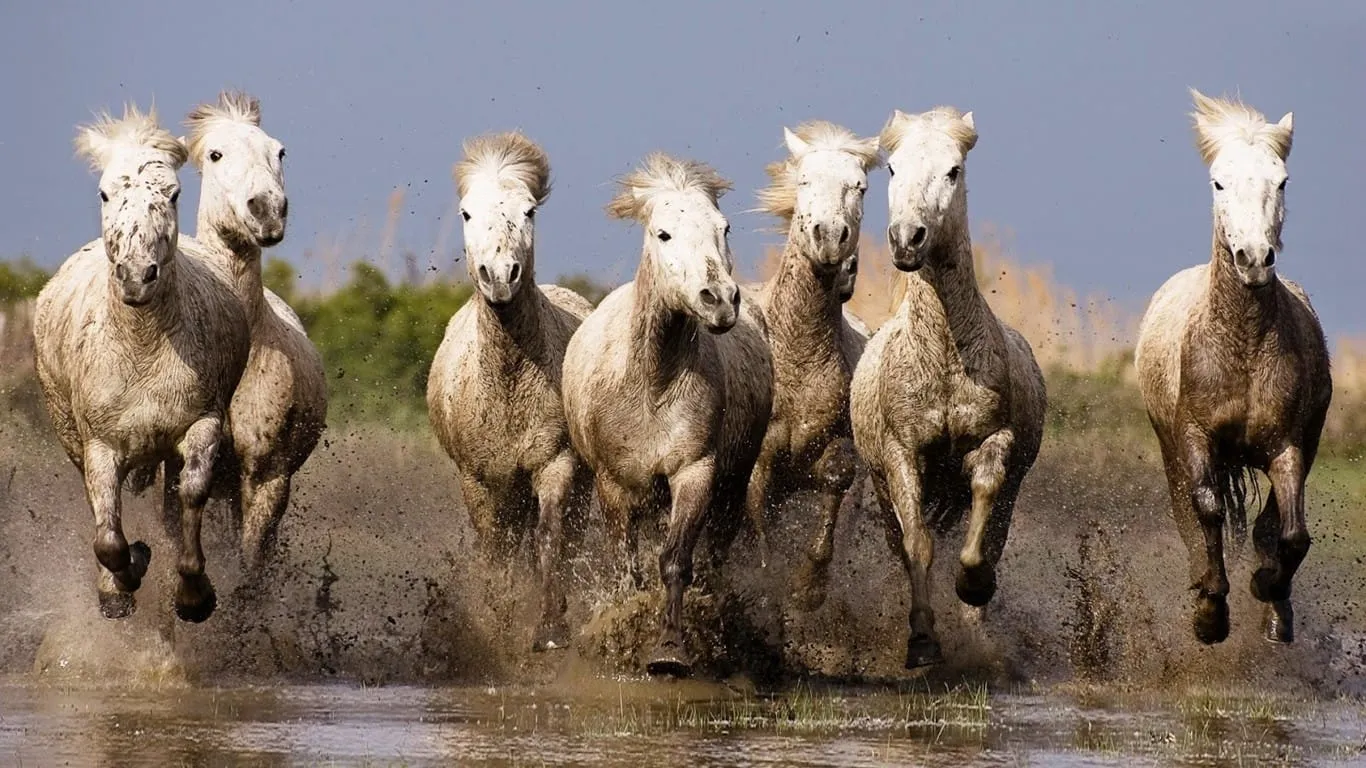 galloping white horses hd wallpapers for laptop widescreen free download 1366x768