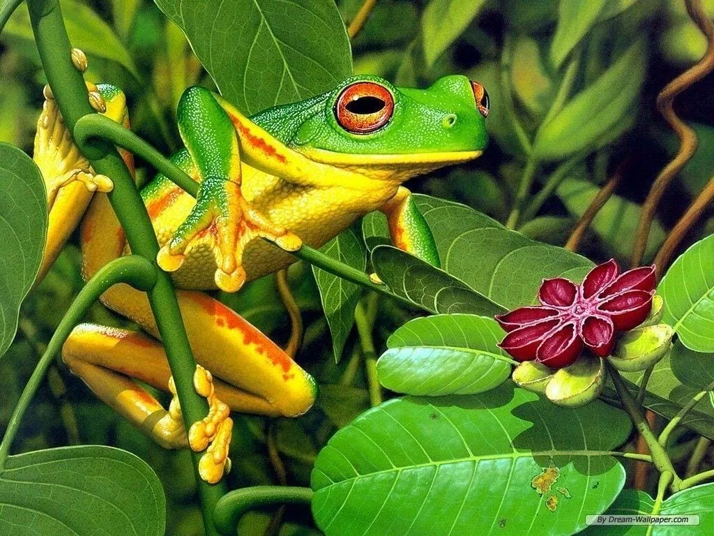 frog wallpapers 6