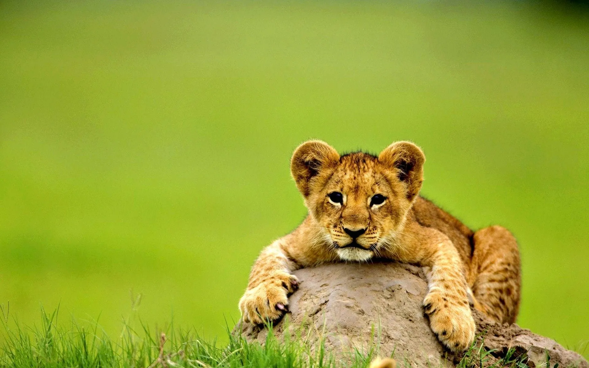 hd cute baby animal pictures hd desktop wallpapers amazing images