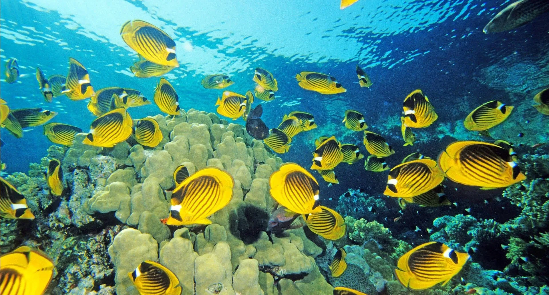 hd fish wallpapers hd desktop wallpapers background photos