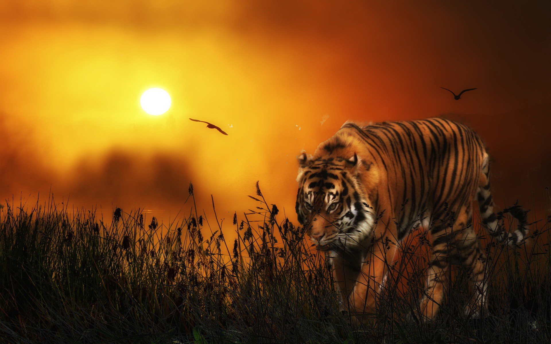 hd tiger wallpapers 1080
