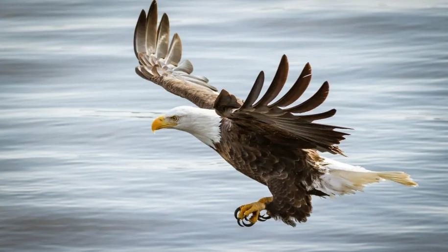 hd wallpaper eagle bird predator wings flight