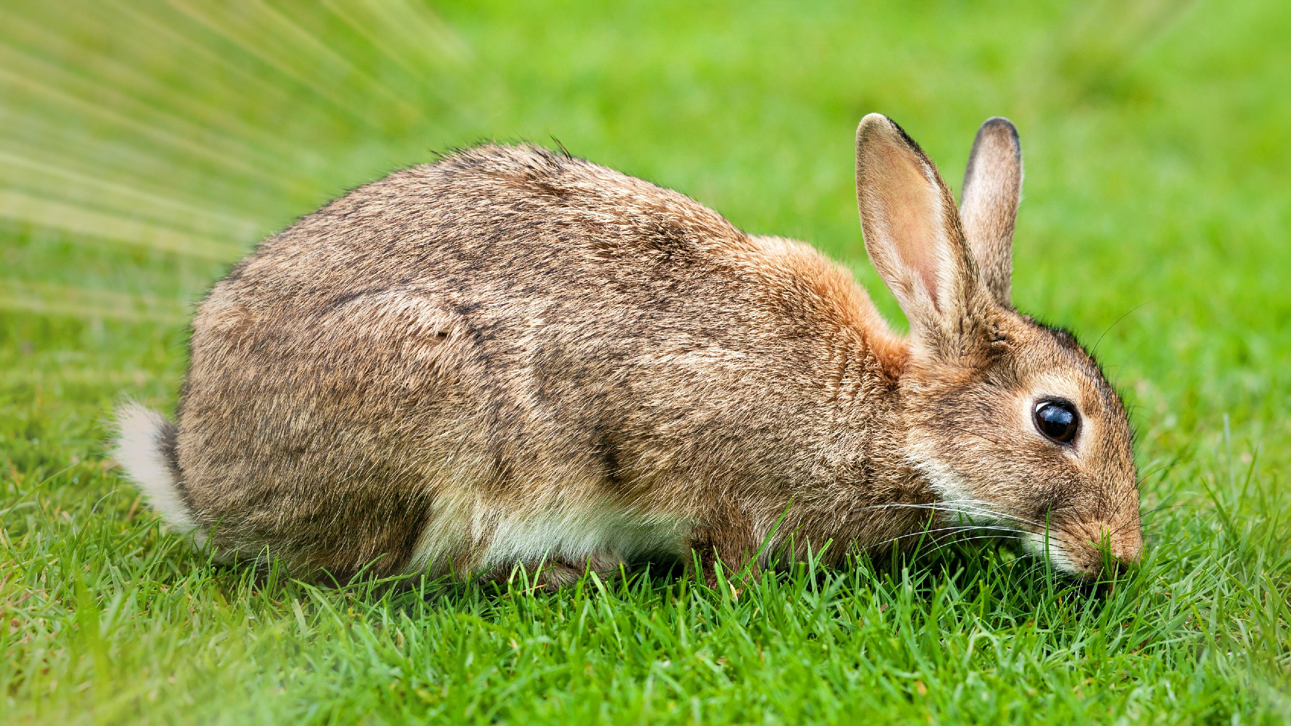hd wallpaper with european rabbit