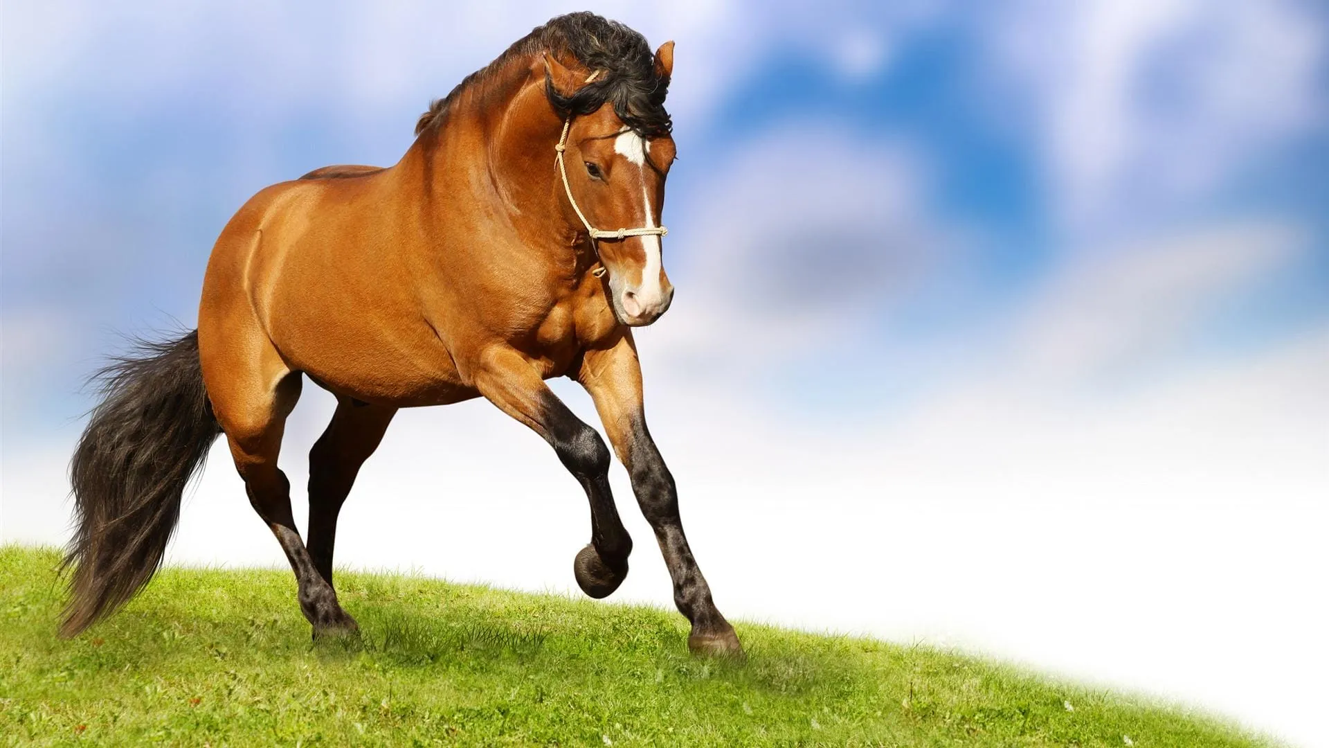 horse wallpaper hd