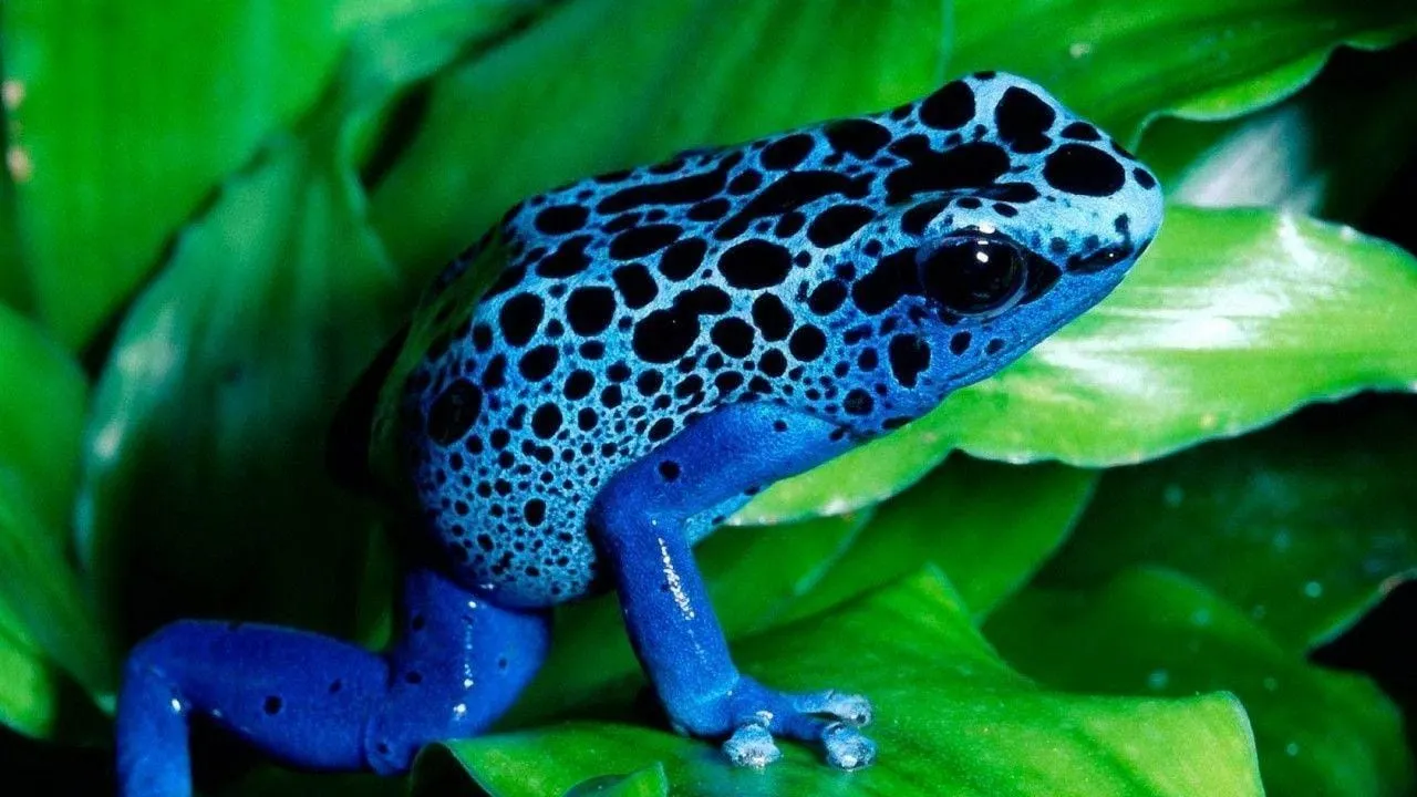 frog wallpapers 7