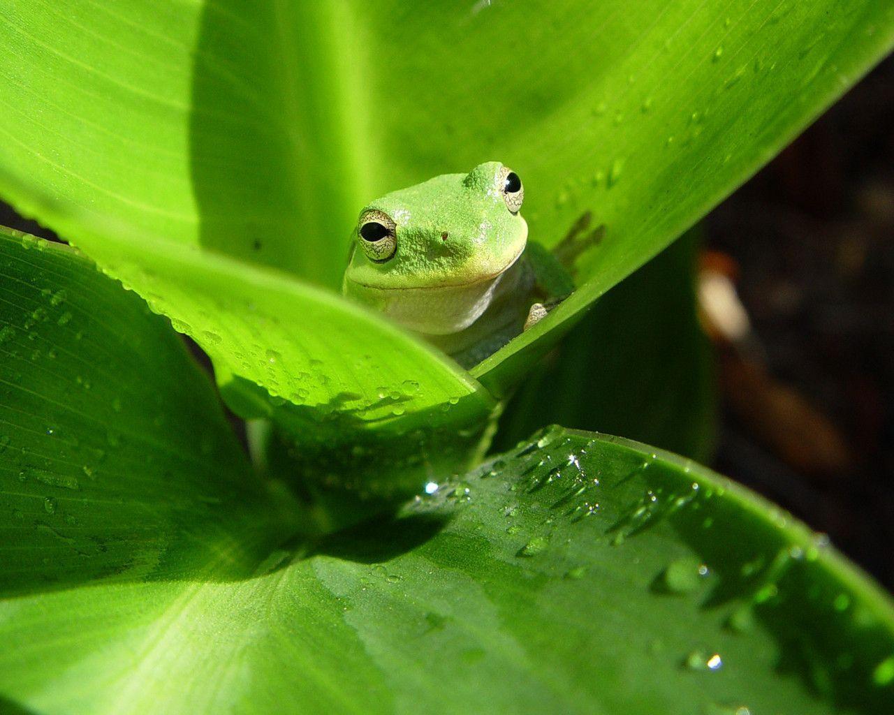 Frog Wallpapers