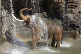 elephant wallpapers 3