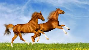 Horse Wallpapers