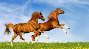 horse wallpapers