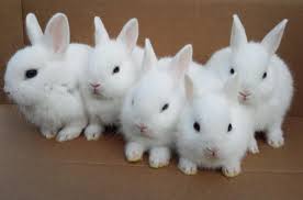 rabbit-wallpaper