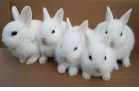 rabbit wallpaper 2