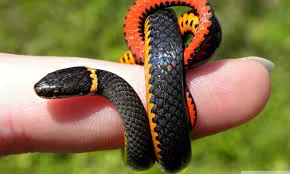 snake wallpapers 3