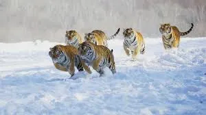 hd tiger wallpapers