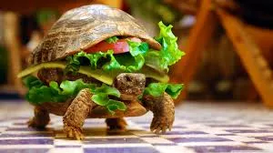 turtle wallpapers