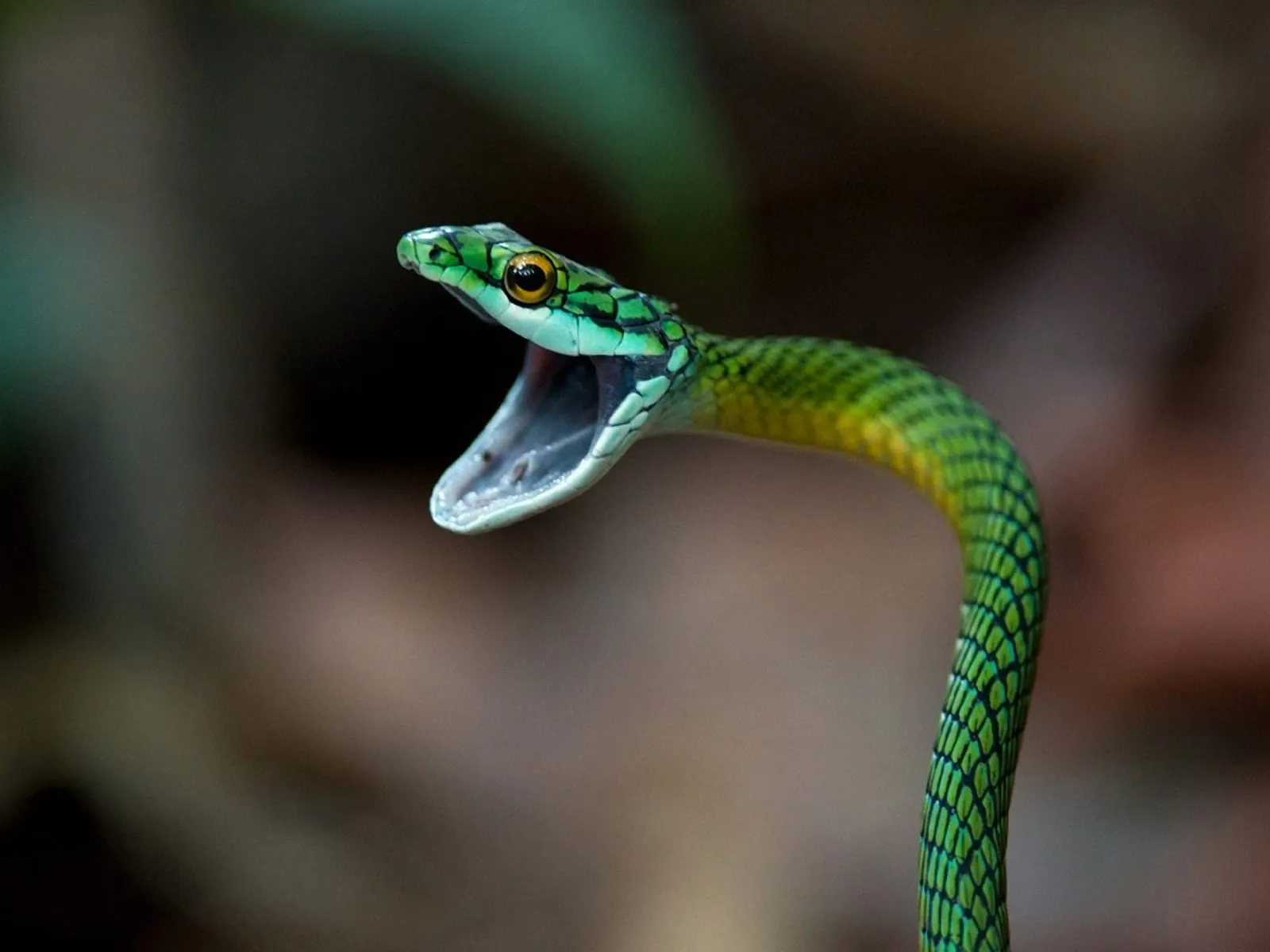 images of the black mamba snake wallpaper
