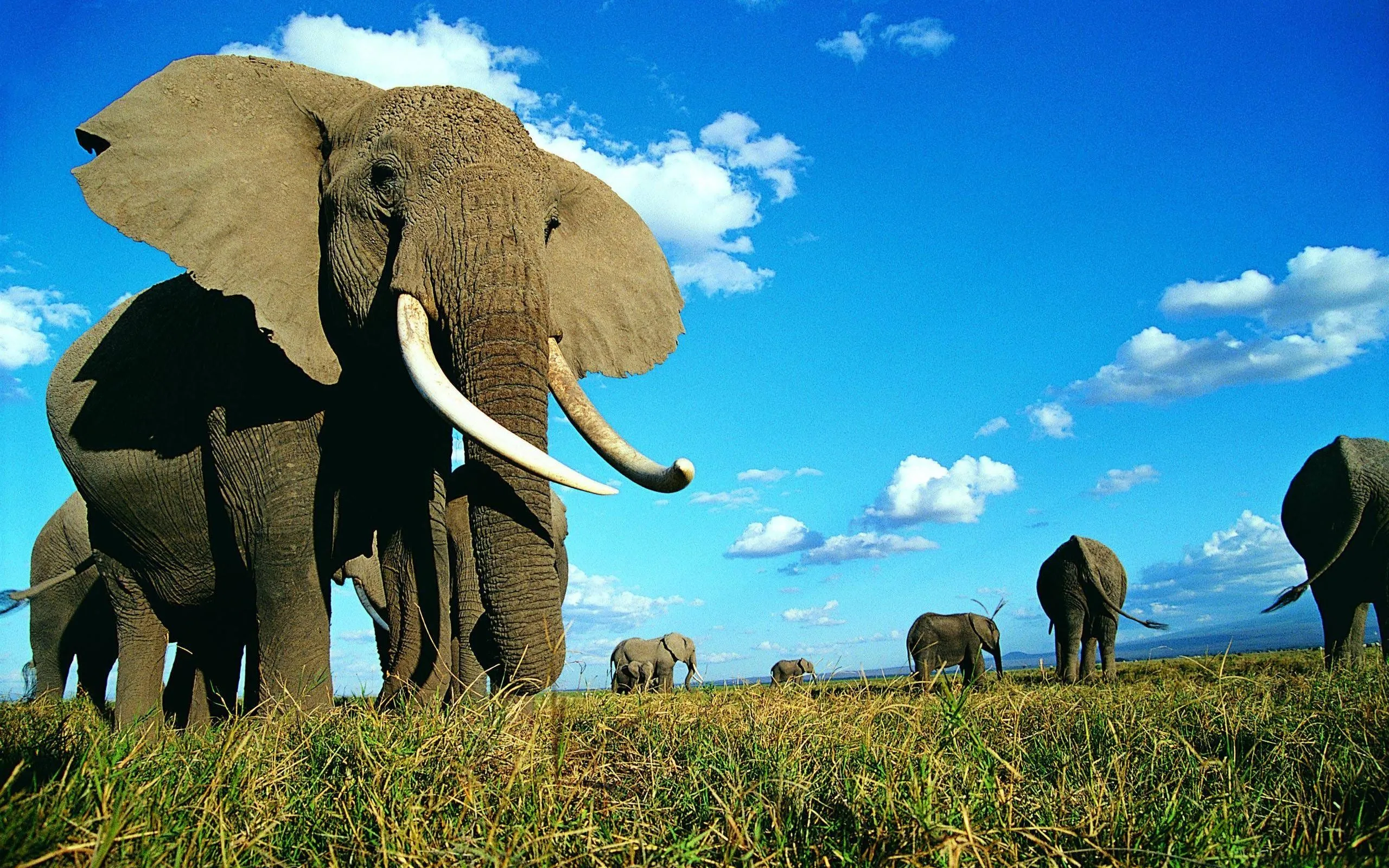 indian elephant wallpaper