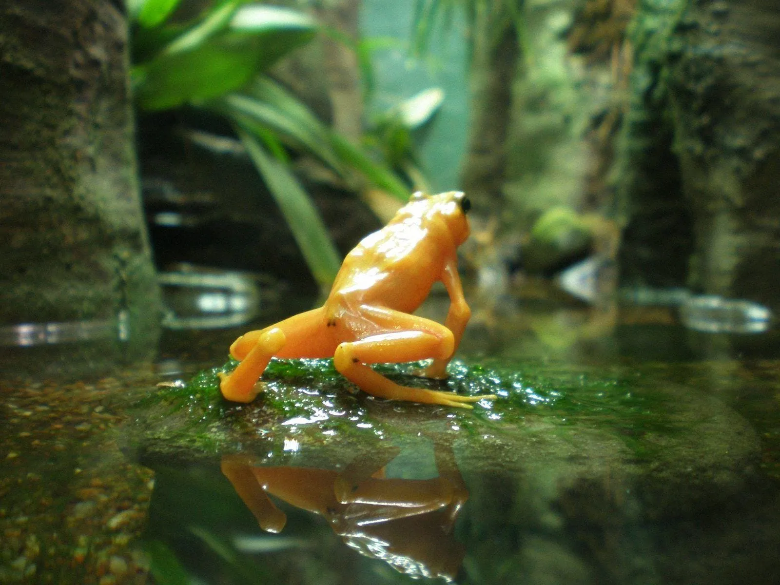 frog wallpapers 9