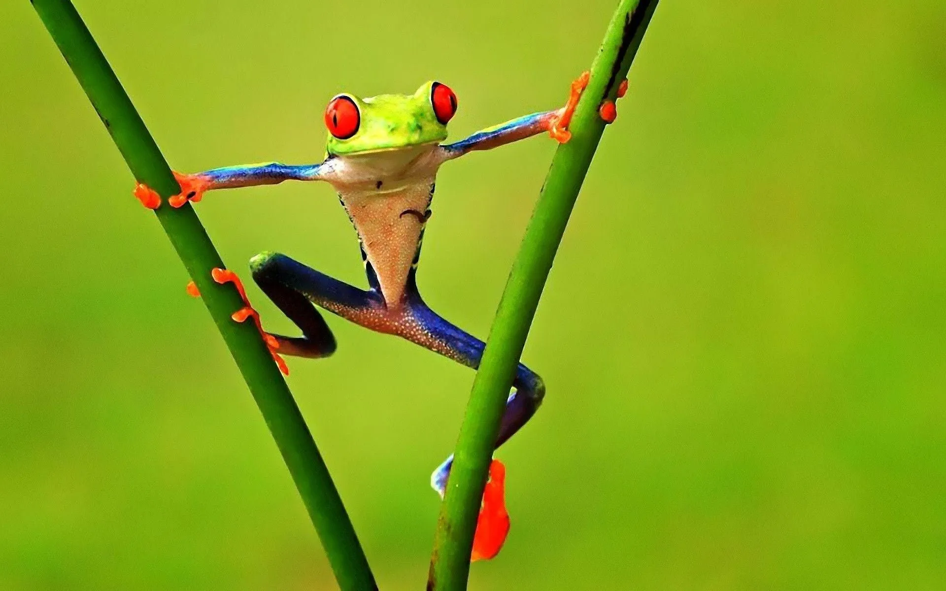 frog wallpapers 10