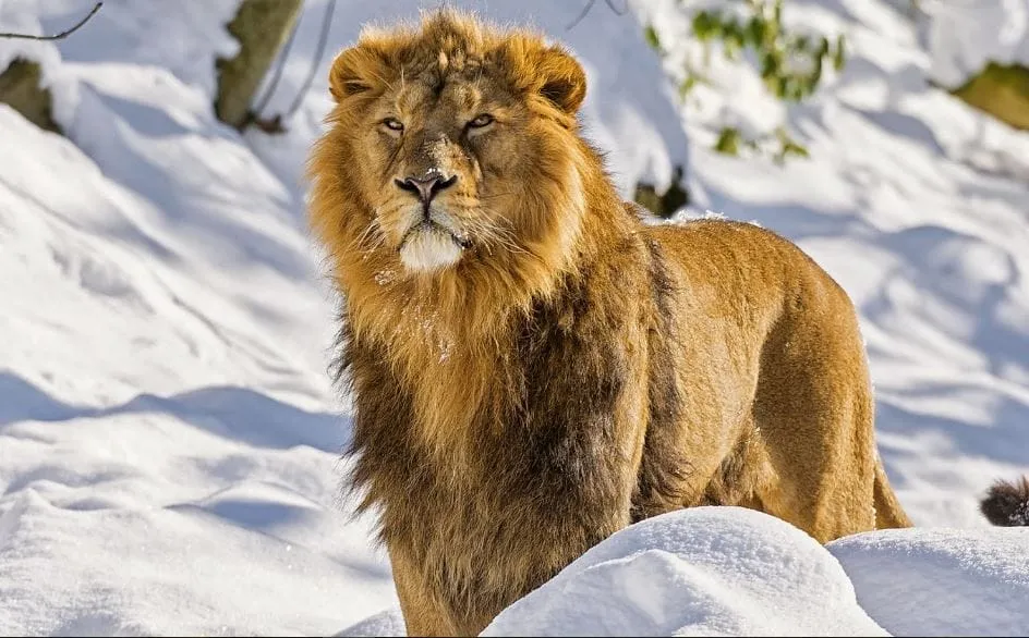 	lion attack images