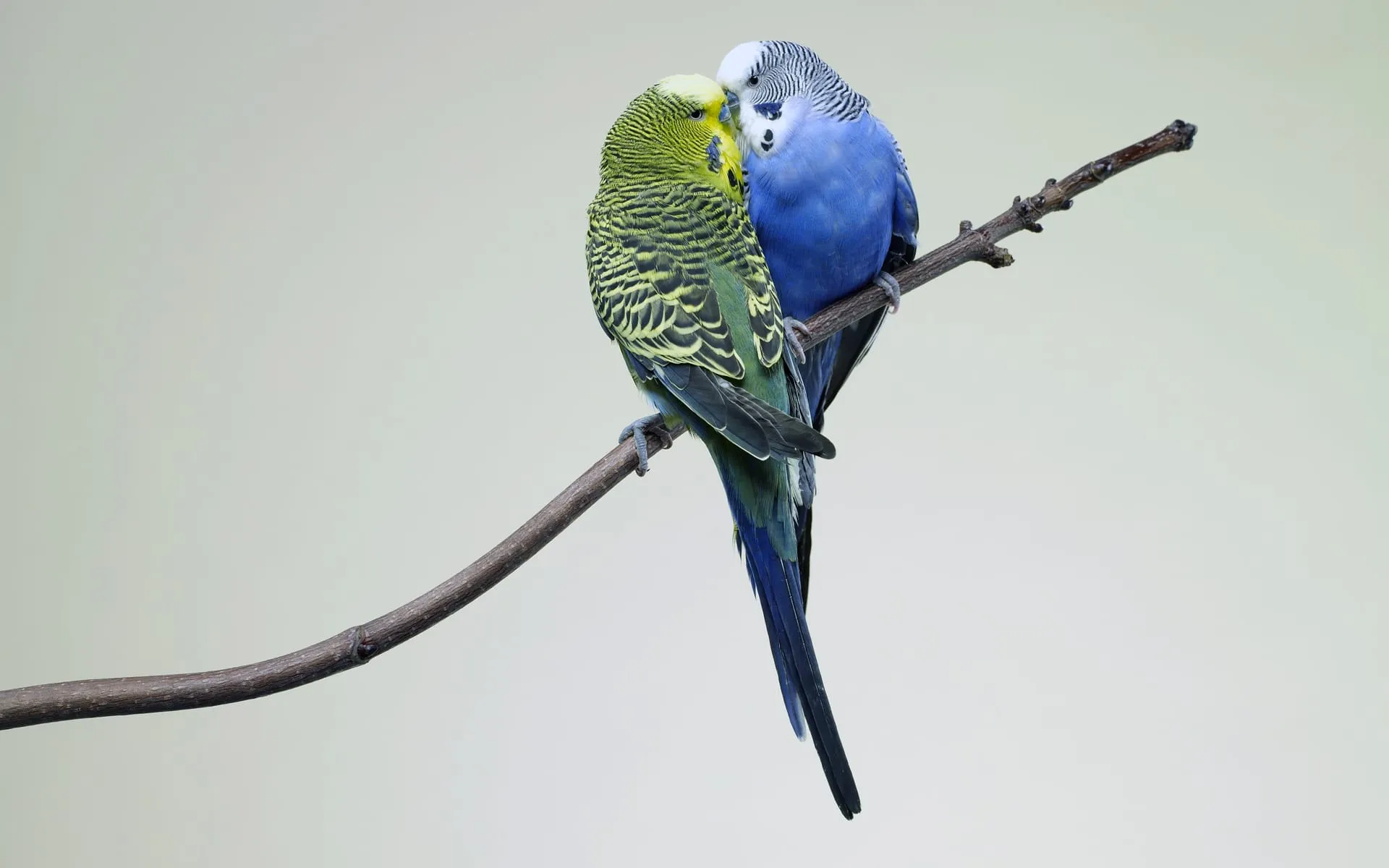 love bird wallpaper