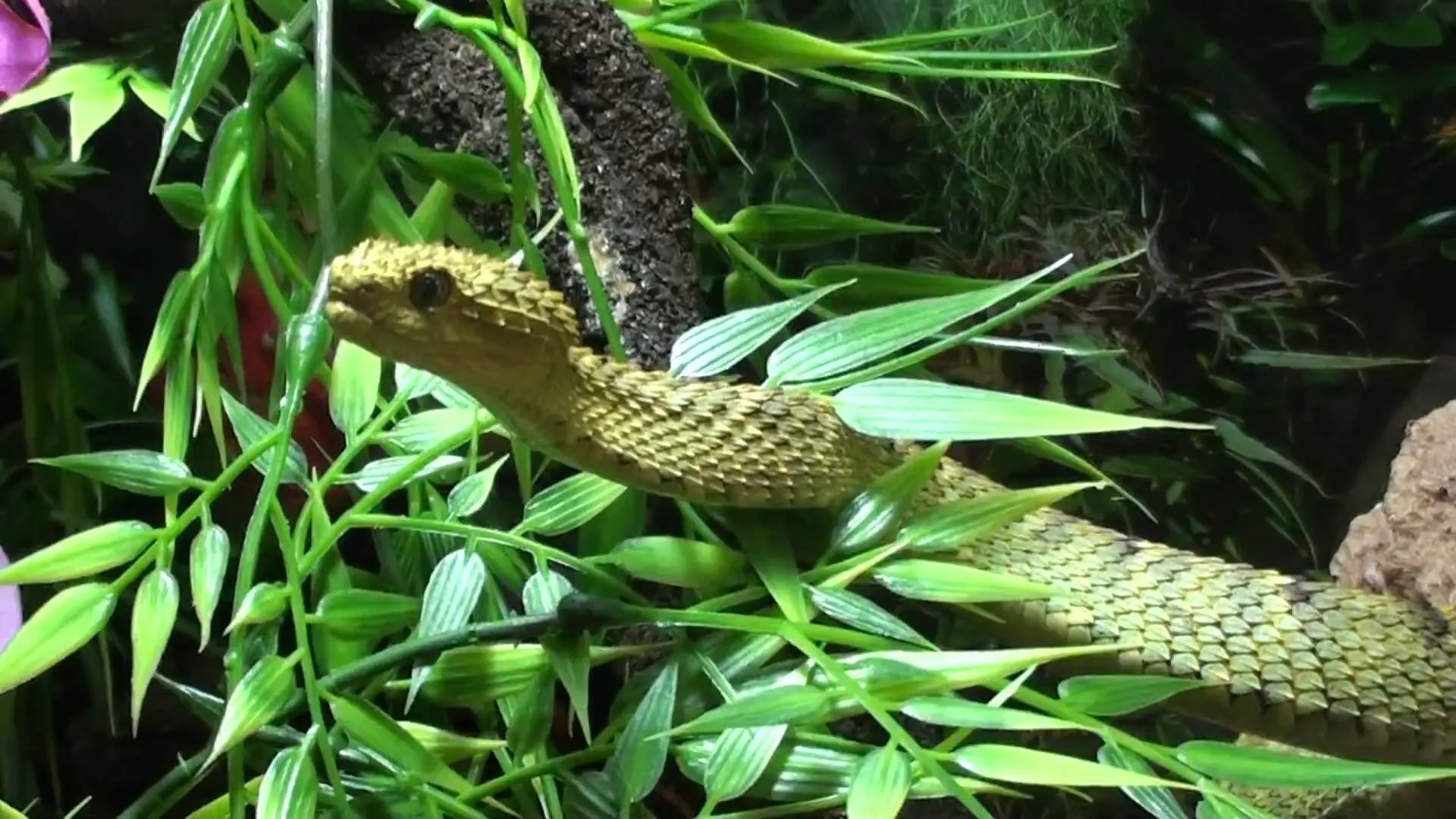snake wallpapers 4